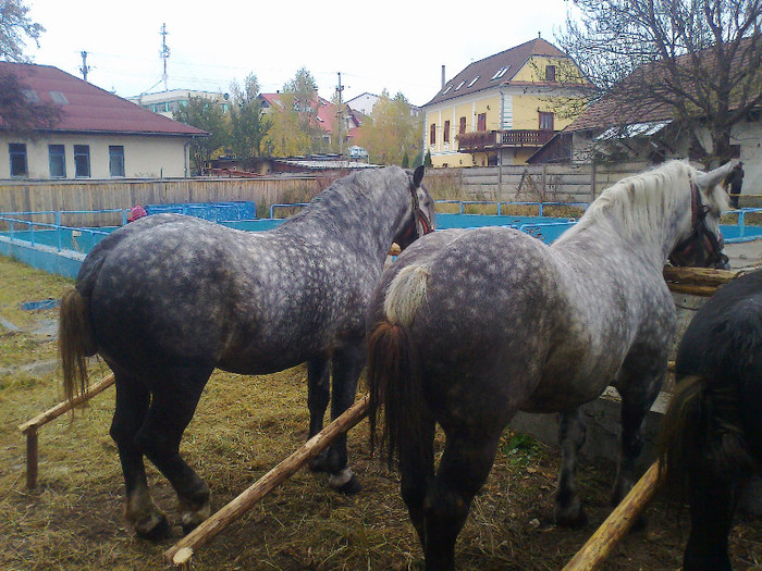 Fénykép0262 - Oct 22 TIRG LA GHEORGHENI