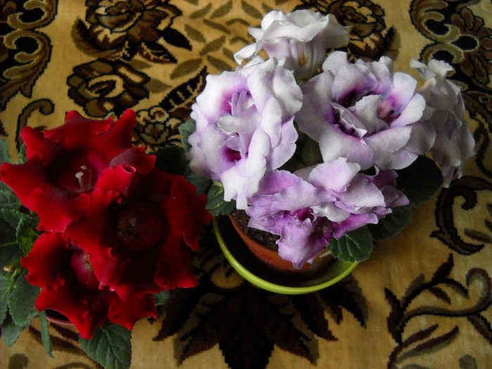 15.oct - 2011 - 1GLOXINIA-2011