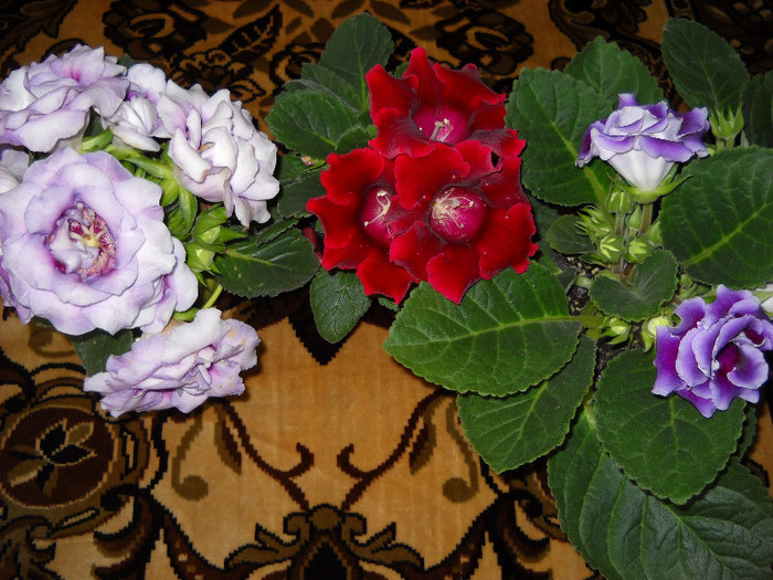 10.oct.2011 - 1GLOXINIA-2011