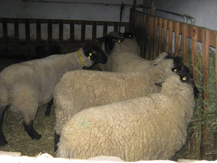 Paul se aclimatizeaza cu mioarele