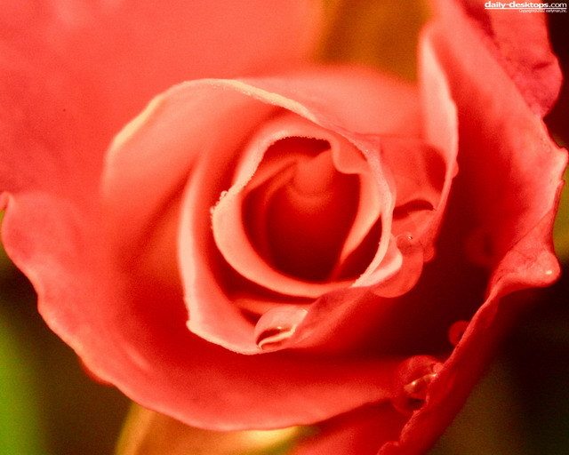 Rose - TRANDAFIRI