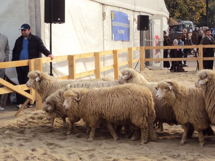 DSC09042 - Z - Indagra 2011