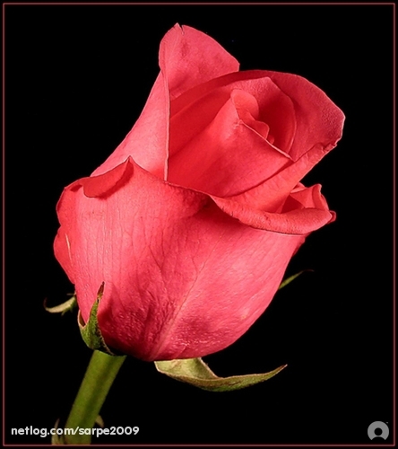trandafir (2)