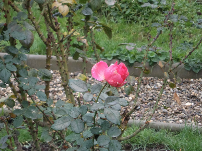 Trandafir tarziu - GRADINA LA CULCARE- OCTOMBRIE 2011