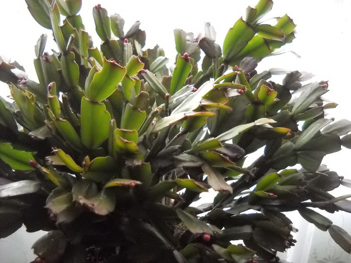 22.octombrie.2011 - Schlumbergera-2010-2013