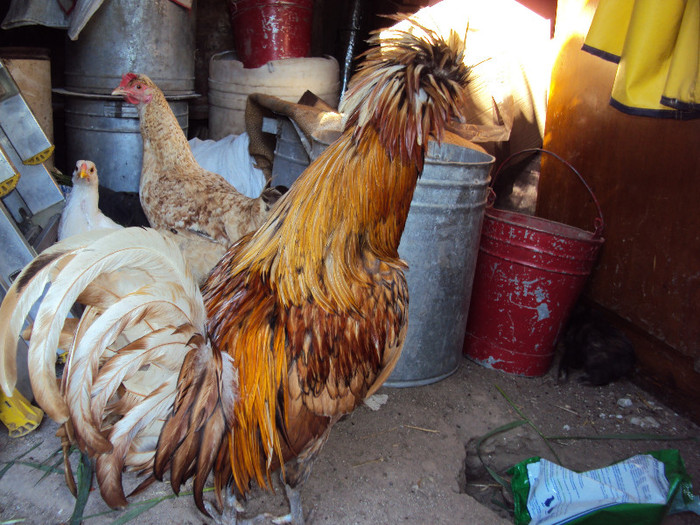 DSC04500 - Rate-Gaini-Gaste