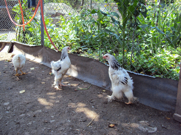 DSC04509 - Rate-Gaini-Gaste