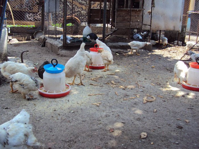 DSC04510 - Rate-Gaini-Gaste