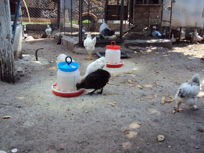 DSC04511 - Rate-Gaini-Gaste