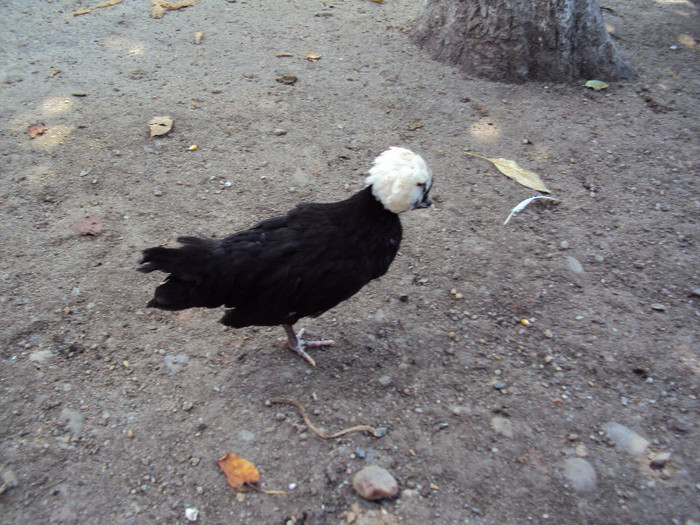 DSC04513 - Rate-Gaini-Gaste