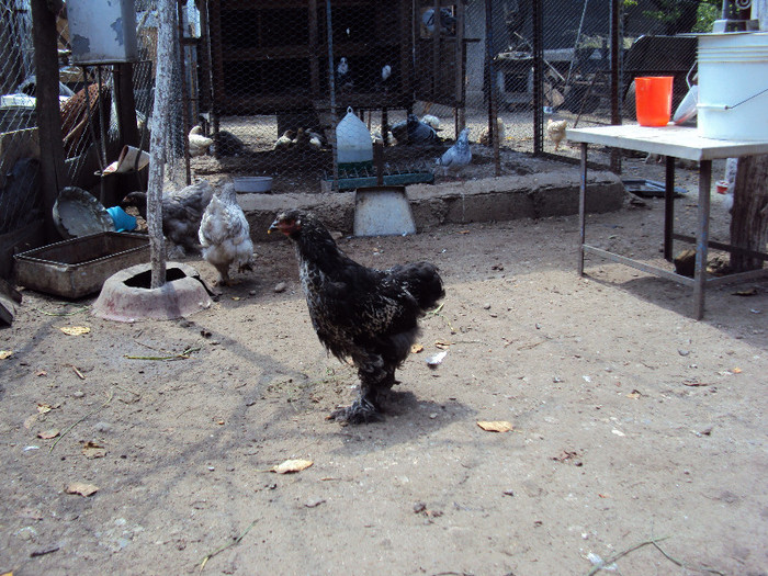 DSC04515 - Rate-Gaini-Gaste