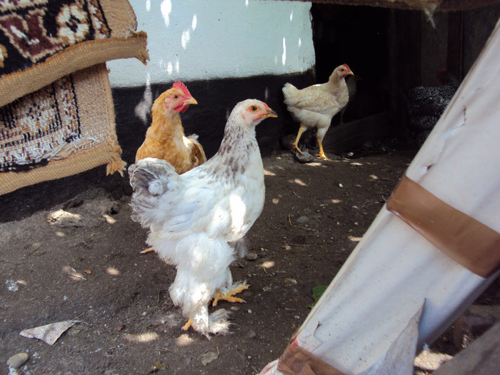 DSC04517 - Rate-Gaini-Gaste