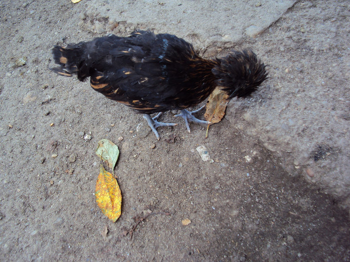 DSC04524