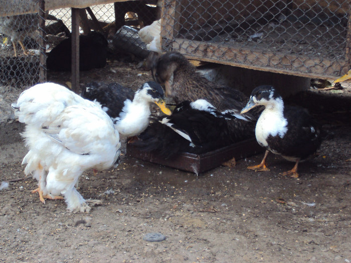 DSC05853 - Rate-Gaini-Gaste