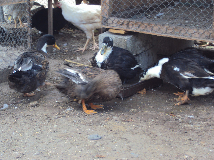 DSC05855 - Rate-Gaini-Gaste