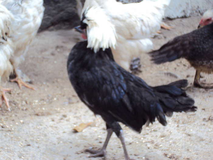 DSC05858 - Rate-Gaini-Gaste