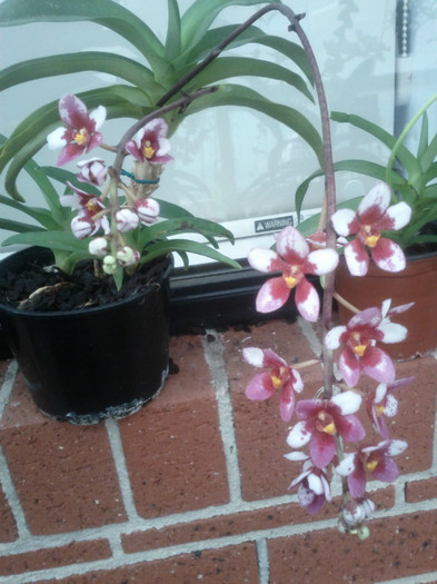  - Sarcochilus-orhidee