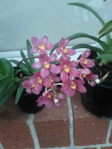  - Sarcochilus-orhidee
