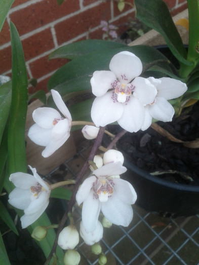 23.10.11 - Sarcochilus-orhidee