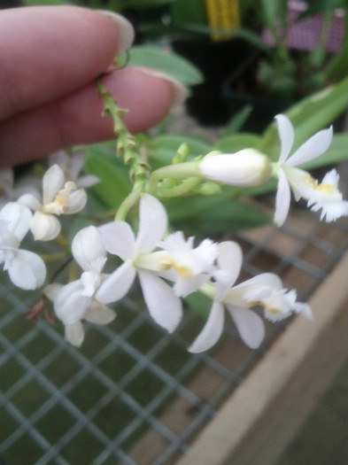 23.10.11 - Epidendrum