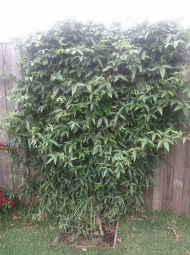 21.10.11  dupa 11 luni de la plantare; pe 24 nov.2010 am plantat 2 firicele amarite. asa arata azi, dupa 11 luni. la pg 6 sunt cele 2 firic
