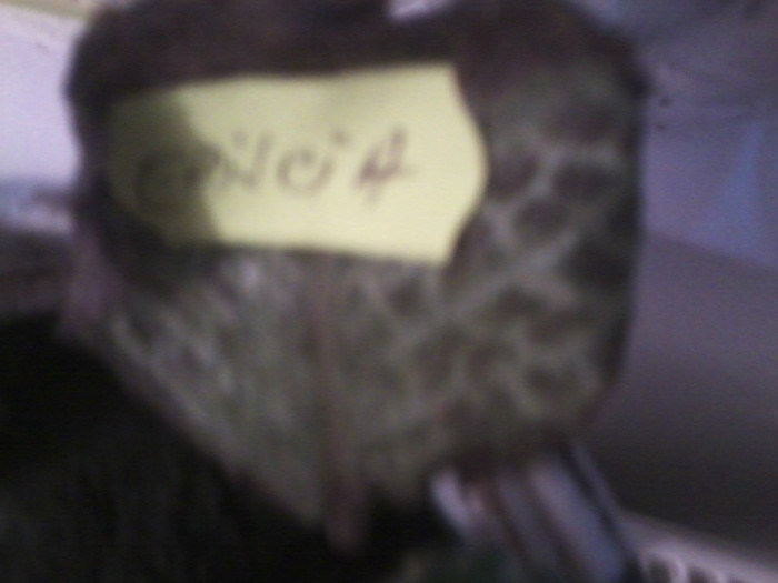 multumesc lia - flori de interior