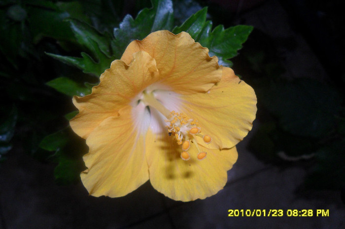 Havana - Hibiscus 2011