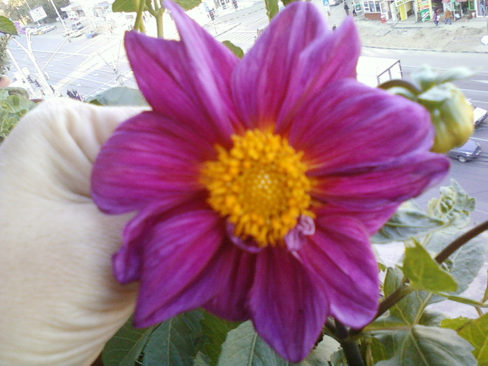 my pictures- 23 oct 2011 004