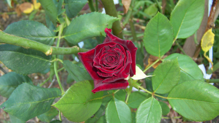 Black Baccara