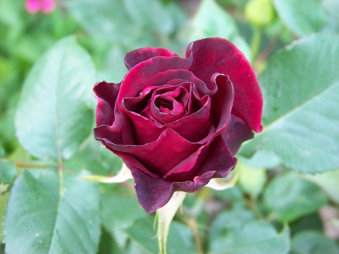 Black Baccara