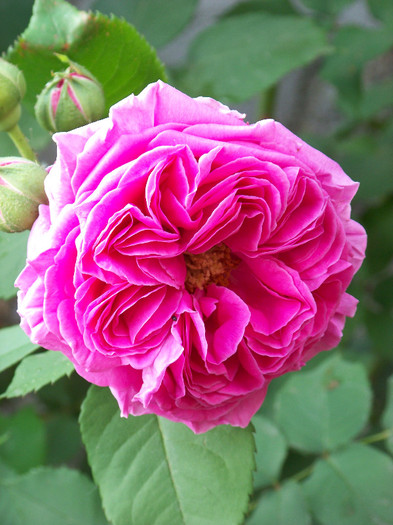 Madame Isaac Pereire