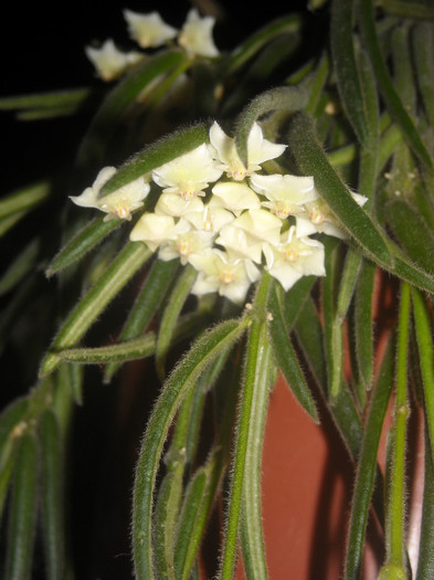 DSCN7478 - Hoya linearis