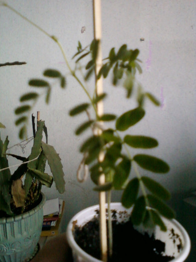 my pictures- 23 oct 2011 031