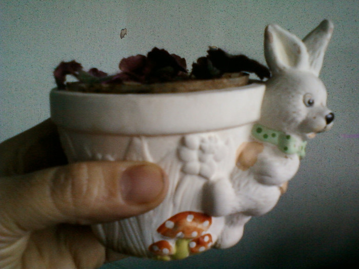 saxifraga sarmentosa; ochii soricelului
