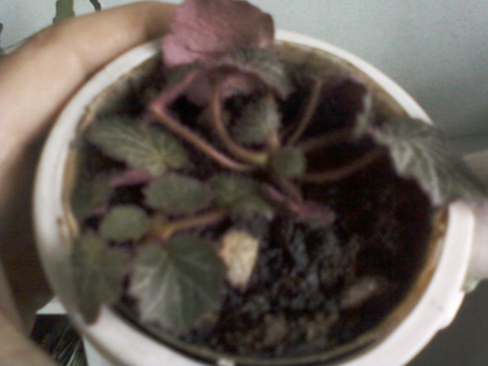 saxifraga sarmentosa; saxifraga sarmentosa-ochii soricelului
