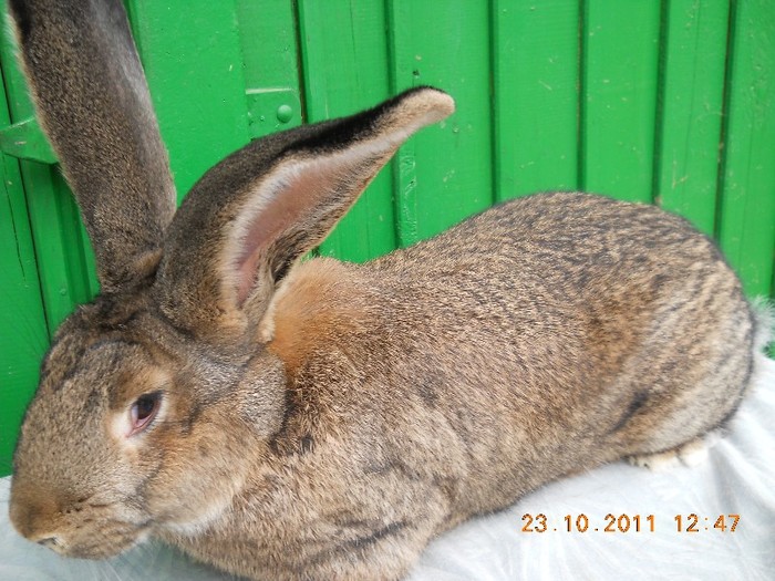 FEM DIN APRILIE 2011