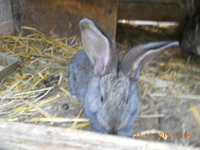 SINT UN BAIAT CUMINTE