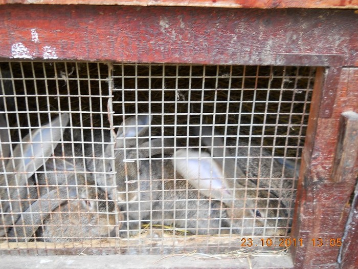 PUI SPRE TREI LUNI - POZE RECENTE DE LA CRESCATORIA MEA DE ACASA 23 10 2011