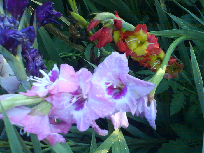 DSC06957 - gladiole 50 culori- bulbii de vanzare