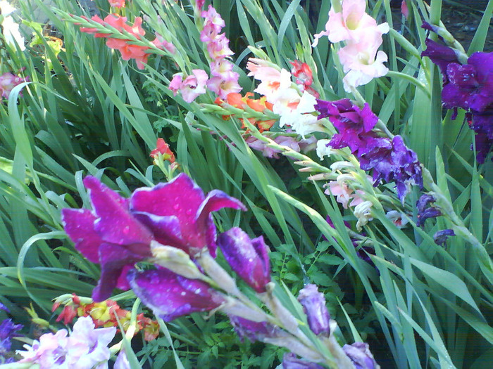 DSC06958 - gladiole 50 culori- bulbii de vanzare
