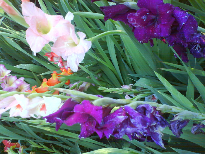 DSC06959 - gladiole 50 culori- bulbii de vanzare