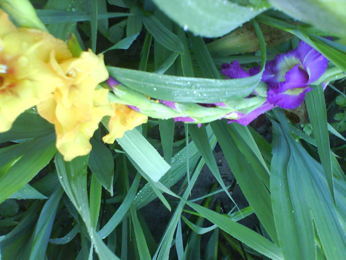 DSC06962 - gladiole 50 culori- bulbii de vanzare