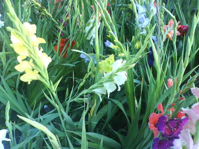 DSC06965 - gladiole 50 culori- bulbii de vanzare
