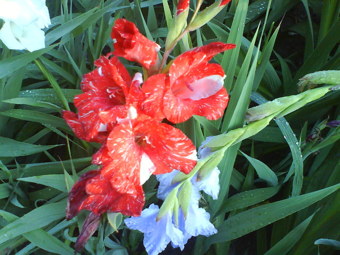 DSC06966 - gladiole 50 culori- bulbii de vanzare