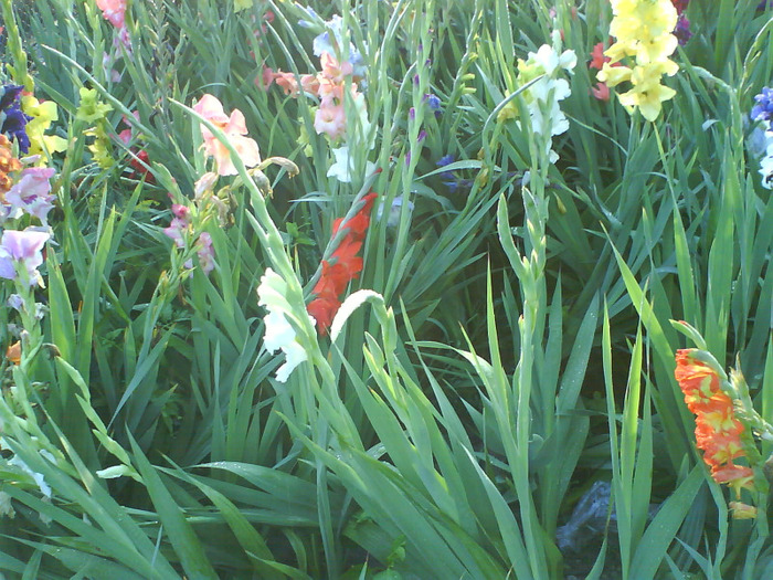 DSC06967 - gladiole 50 culori- bulbii de vanzare