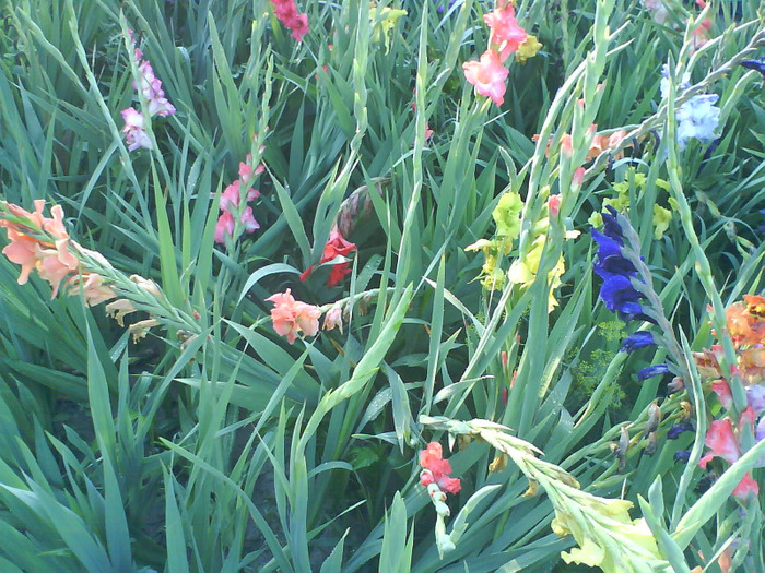 DSC06968 - gladiole 50 culori- bulbii de vanzare