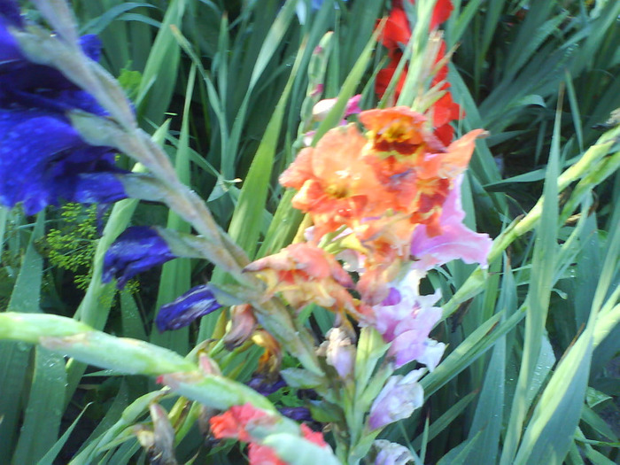 DSC06969 - gladiole 50 culori- bulbii de vanzare