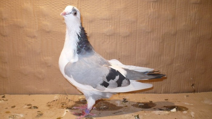 Dat in Cobadin la Osbai - D- Porumbei JUCATORI DE GALATI VANDUTI Album 1