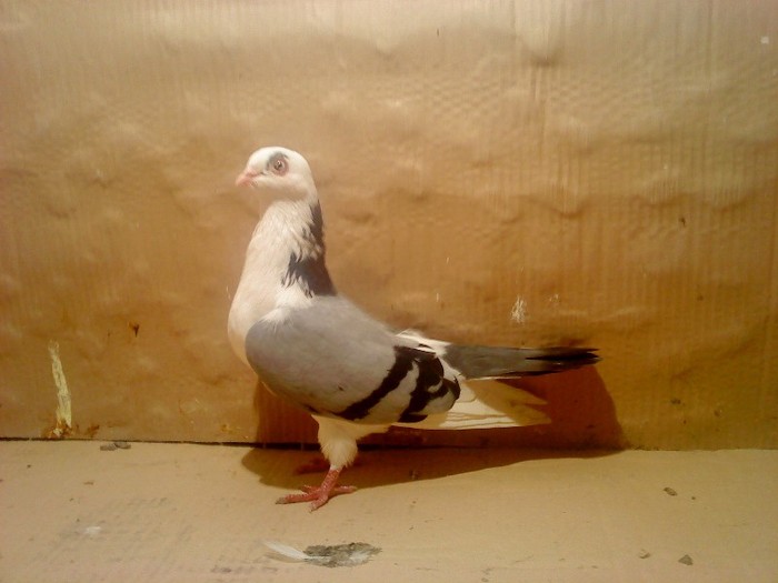 Data in Cobadin la Osbai - D- Porumbei JUCATORI DE GALATI VANDUTI Album 1