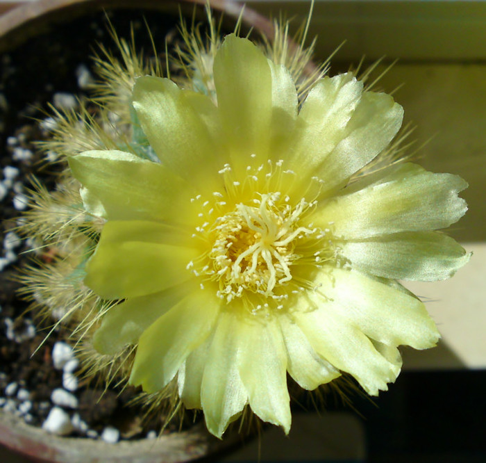Notocactus - Cactusi infloriti